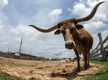 Dog Cooling Vest Ultimate Guide