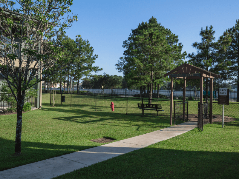Dogs playing at a Texas dog park